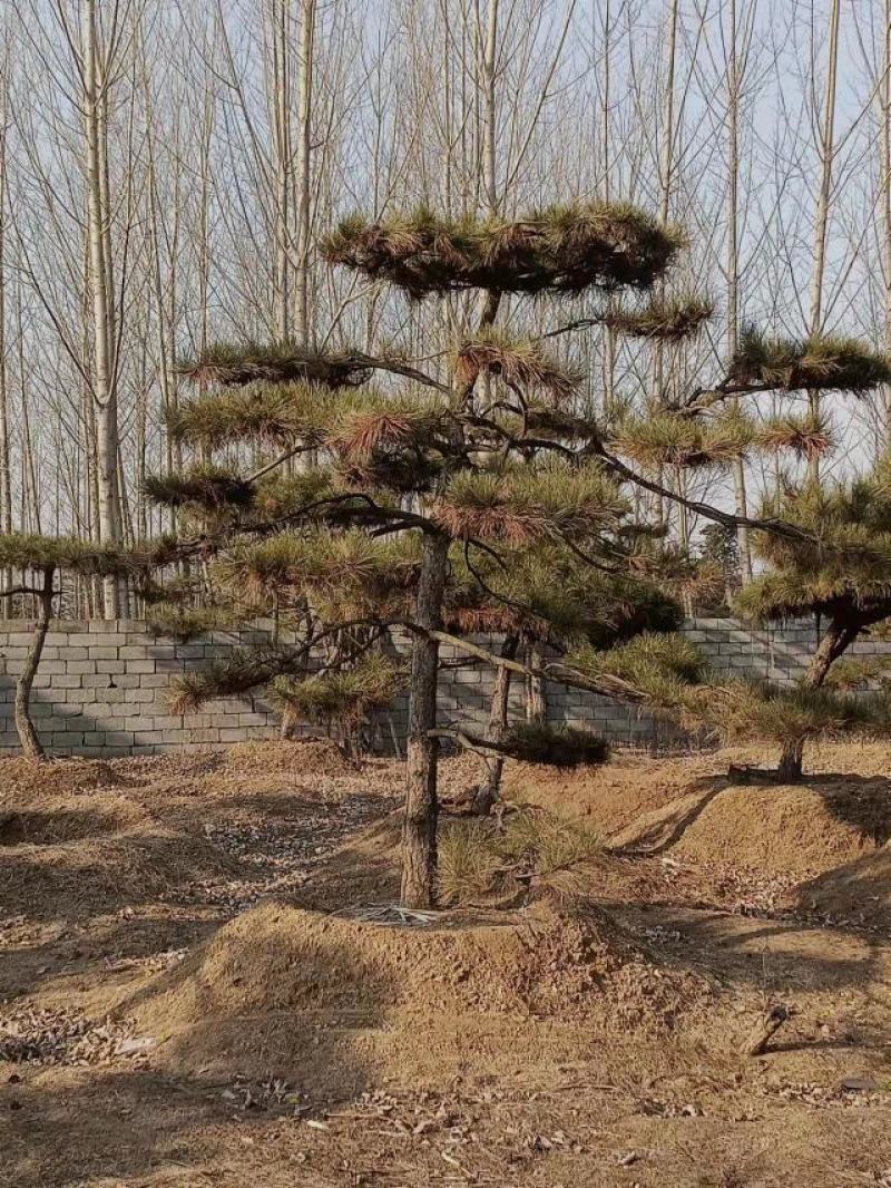 造型油松，大量供应各种规格2.5米到8米