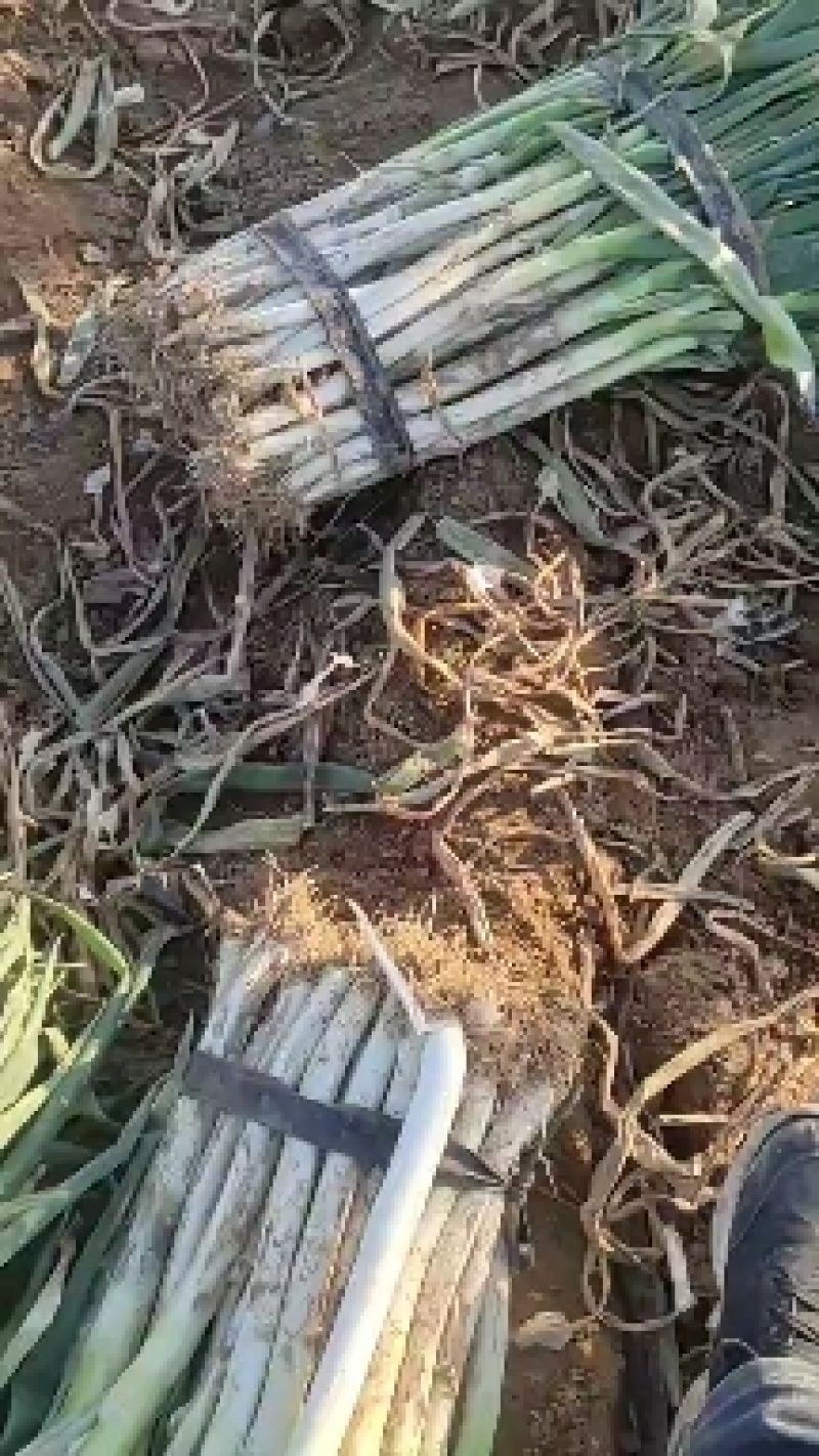 铁杆大葱，电商大葱，加工厂大葱，脱水大葱