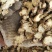 东北白术2025秋季种植白茬苍术4年苍术出口白术