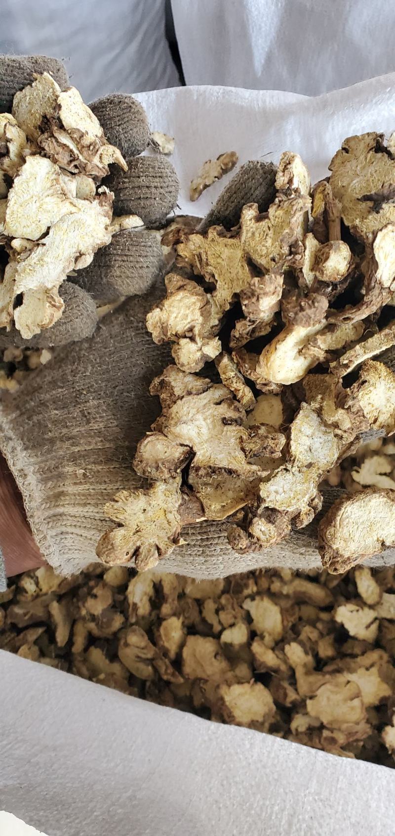 东北白术2025秋季种植白茬苍术4年苍术出口白术