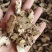 东北白术2025秋季种植白茬苍术4年苍术出口白术
