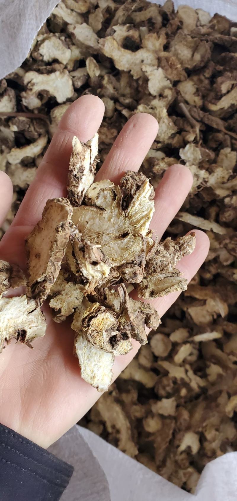 东北白术2025秋季种植白茬苍术4年苍术出口白术
