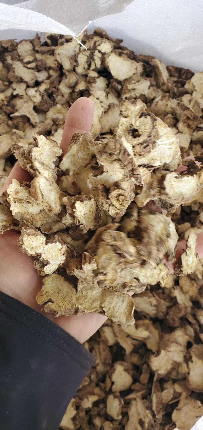 东北白术2025秋季种植白茬苍术4年苍术出口白术