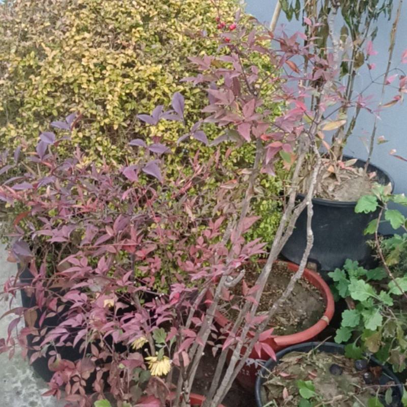 庭院花卉苗木批发零售，庭院设计