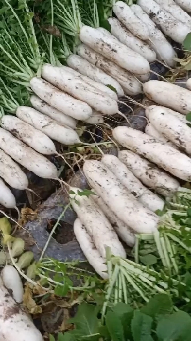 精品大白萝卜，基地直供，诚信经营，服务一流顾客至上