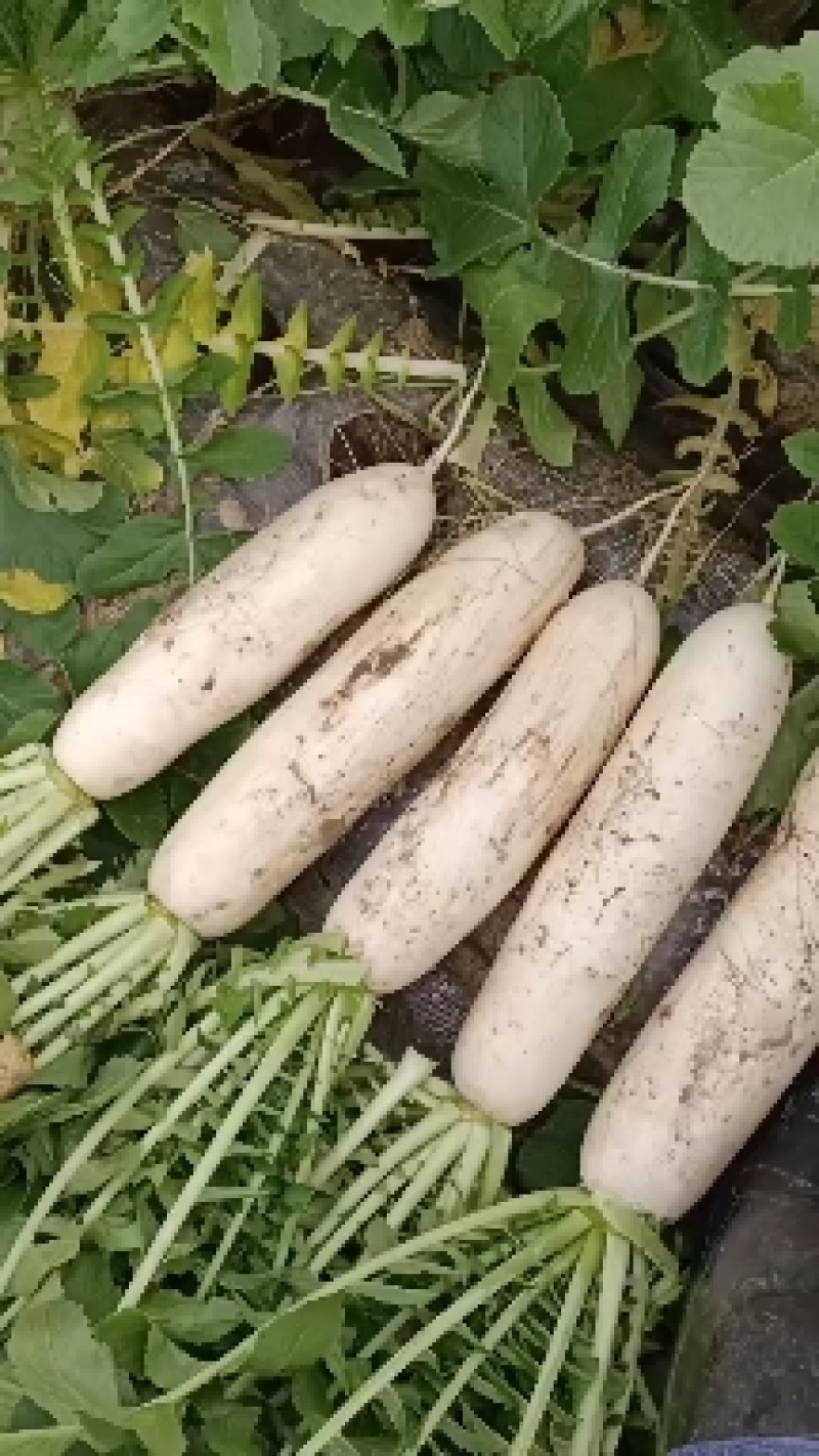 精品大白萝卜，基地直供，诚信经营，服务一流顾客至上