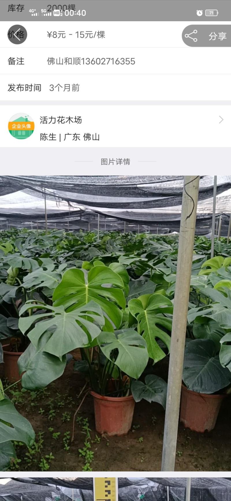 产地广东龟背竹，基地直发