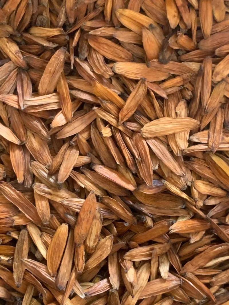 喜树果【包邮】三斤起发货可批量可零售量大从优