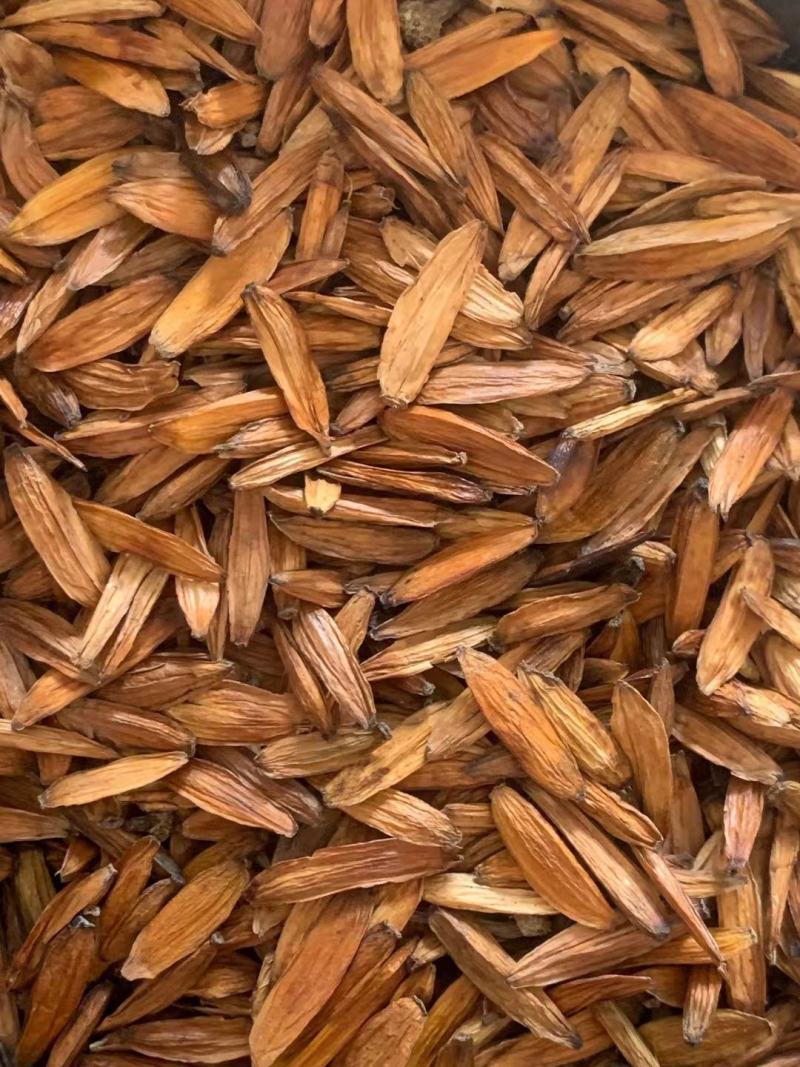 喜树果【包邮】三斤起发货可批量可零售量大从优
