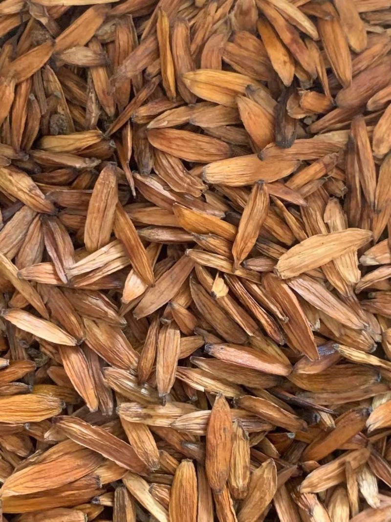 喜树果【包邮】三斤起发货可批量可零售量大从优