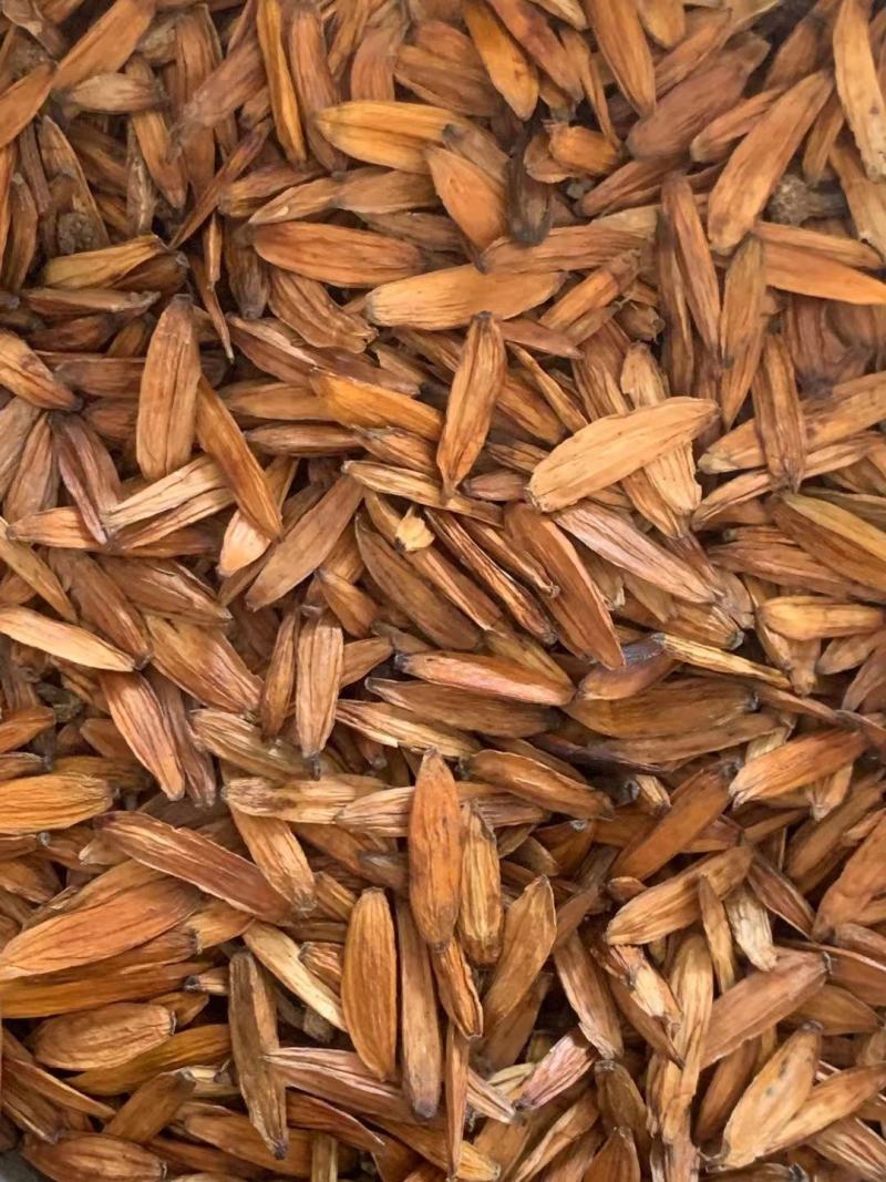 喜树果【包邮】三斤起发货可批量可零售量大从优