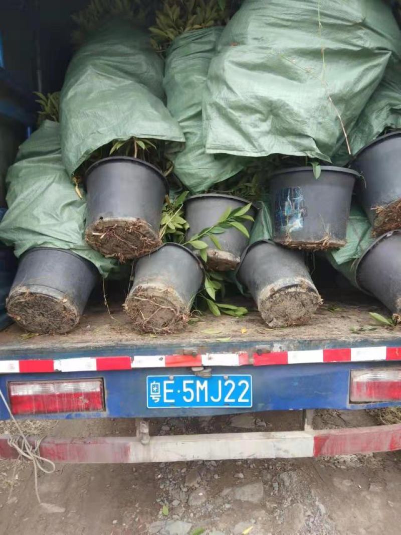 非洲茉莉，大量出售工程货