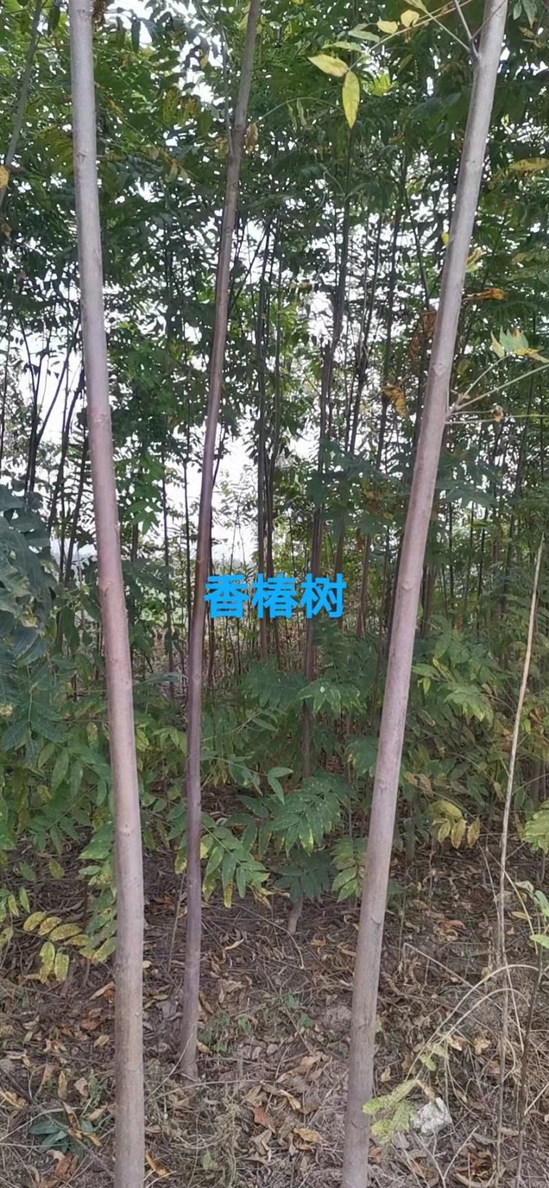 红油香椿苗，2-3公分香椿苗，保品种纯正，保成活率高，