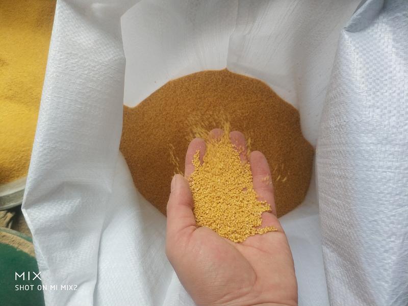 陕北米脂县山地种植黄小米，地理标志性农产品