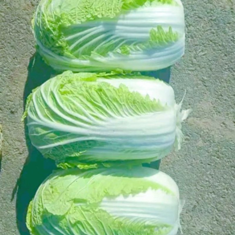 陕西汉中优质白菜】义和秋大白菜:产地直发：全国发货(现货