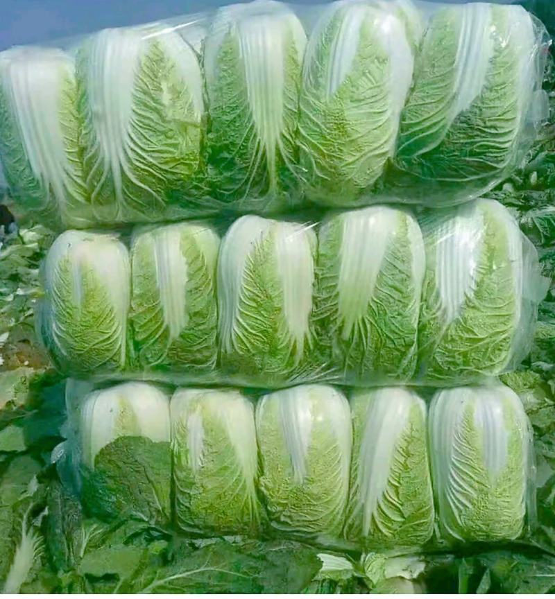 陕西汉中优质白菜】义和秋大白菜:产地直发：全国发货(现货