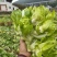 儿菜四川儿菜一手货源视频看货自家种植欢迎联系
