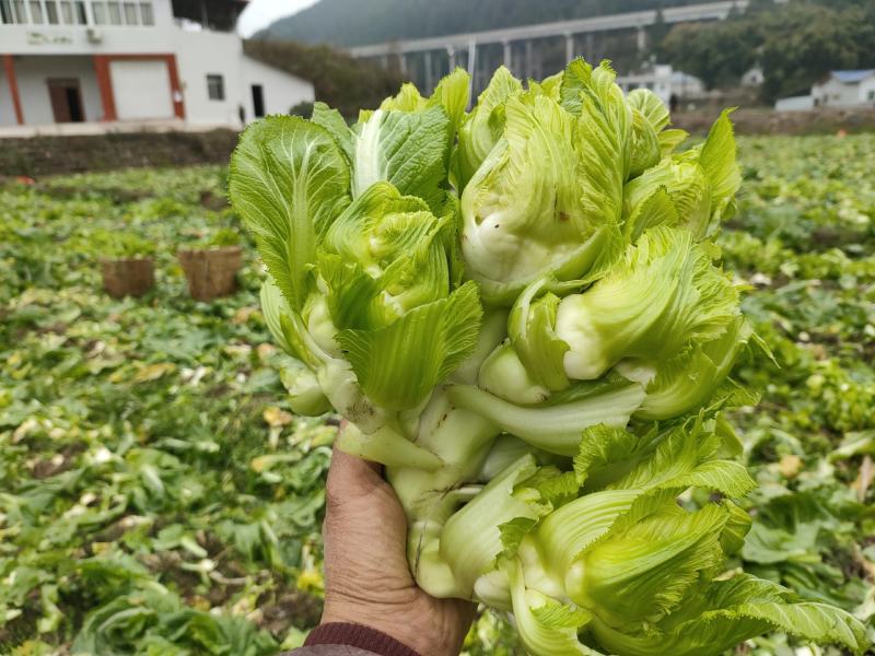 儿菜四川儿菜一手货源视频看货自家种植欢迎联系