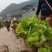 儿菜四川儿菜一手货源视频看货自家种植欢迎联系