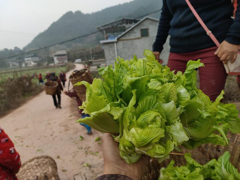 儿菜四川儿菜一手货源视频看货自家种植欢迎联系