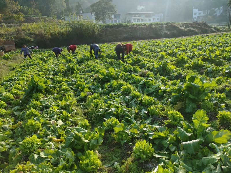 儿菜四川儿菜一手货源视频看货自家种植欢迎联系