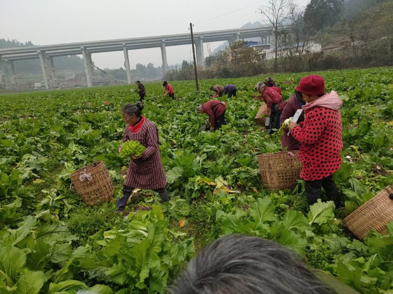儿菜四川儿菜一手货源视频看货自家种植欢迎联系