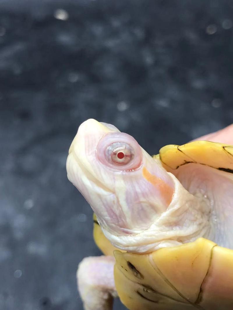 白化红眼变异巴西龟