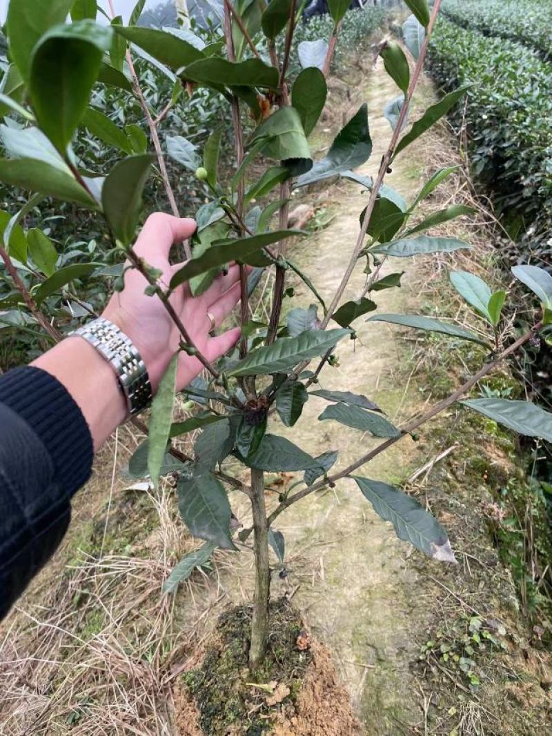 茶树苗量大从优品种纯正根系发达产地直发