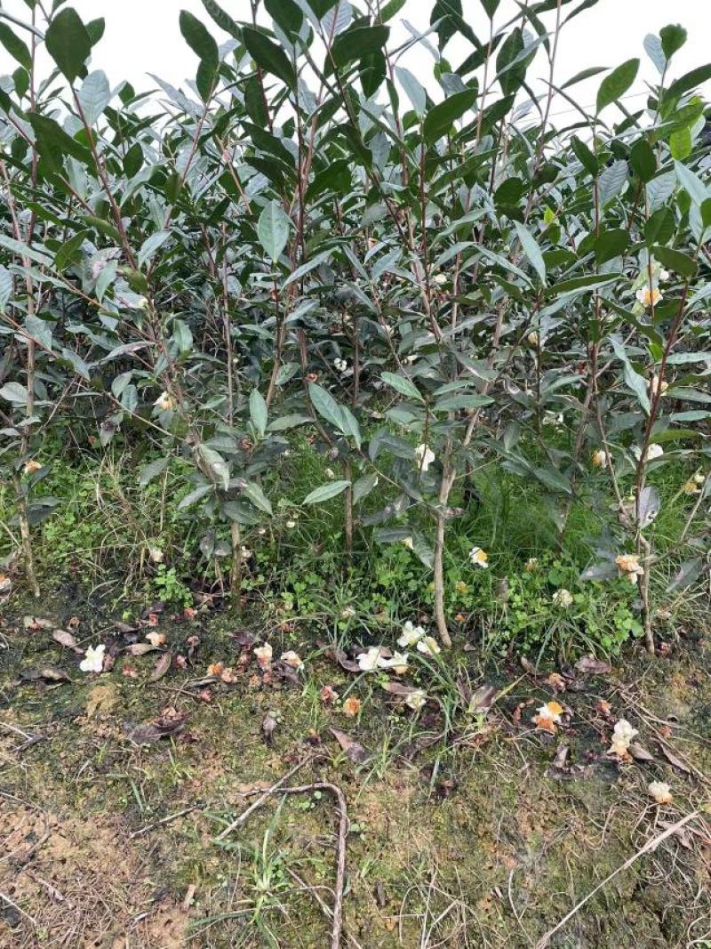 茶树苗量大从优品种纯正根系发达产地直发
