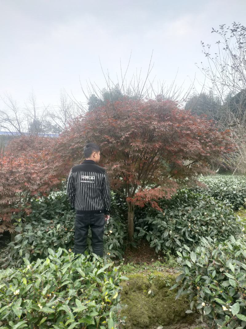 红枫枫树品质优良欢迎各位采购商进店咨询选购