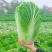 城固县：白菜（义和秋大白菜）貭量高颜色绿产地直销货源充足