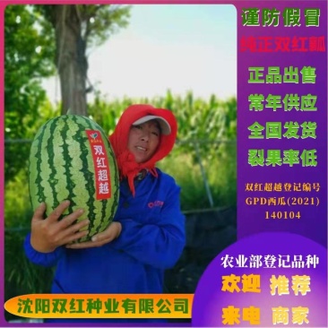 双红金城硒沙瓜种子双红超越西瓜种子农业部登记品种