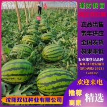 精品早熟甜王品种双红518甜王西瓜种子农业部登记品种