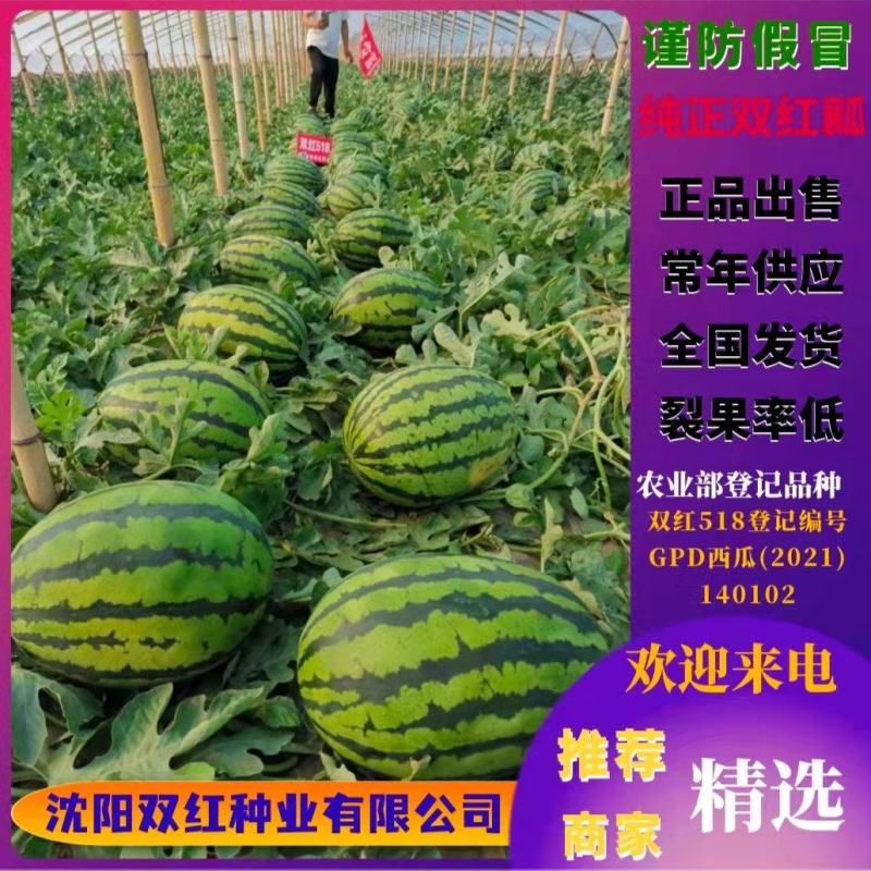 精品早熟甜王品种双红518甜王西瓜种子农业部登记品种