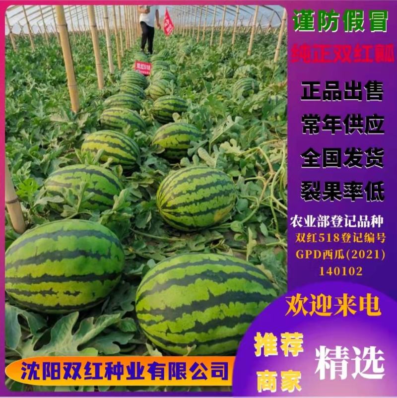 精品早熟甜王品种双红518甜王西瓜种子农业部登记品种