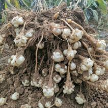 【推荐】河北菊芋基地直供一条龙服务欢迎来电咨询