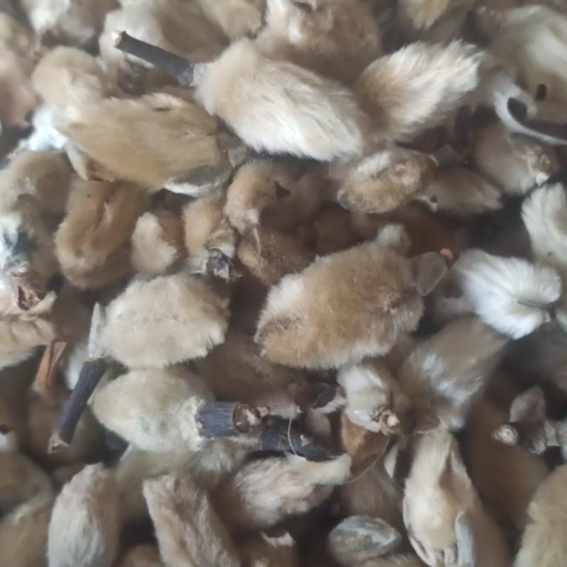 辛夷辛夷花批发辛夷花质量保证量大从优