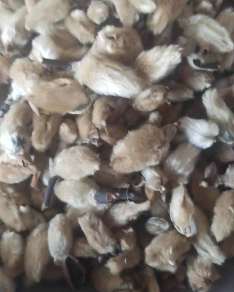 辛夷辛夷花批发辛夷花质量保证量大从优