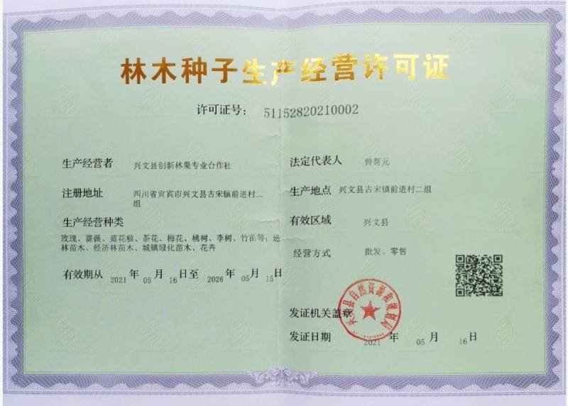 四季海棠【一窝，不是一棵，四季小花常开】