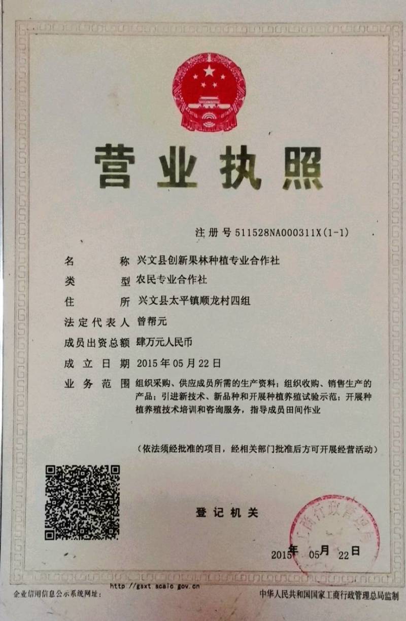 四季海棠【一窝，不是一棵，四季小花常开】