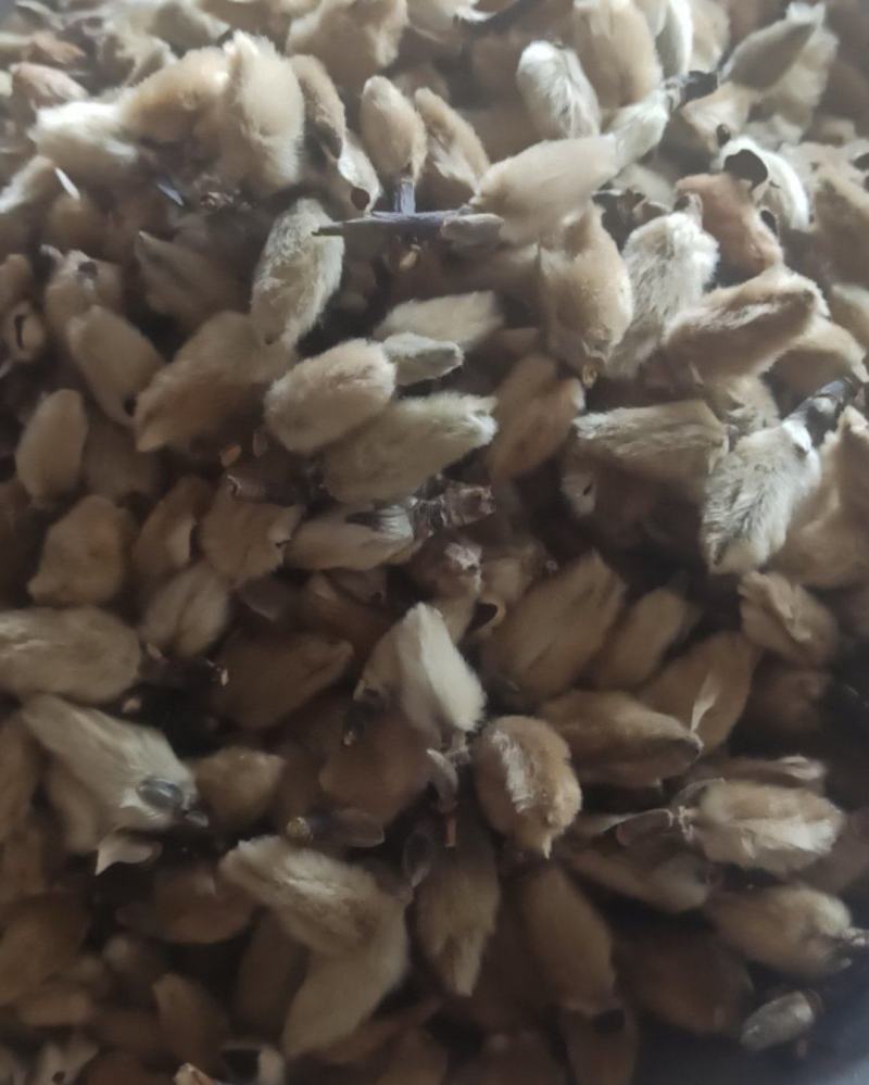 辛夷辛夷花批发辛夷花质量保证量大从优