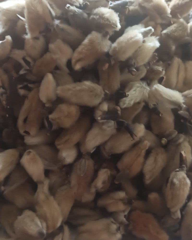 辛夷辛夷花批发辛夷花质量保证量大从优