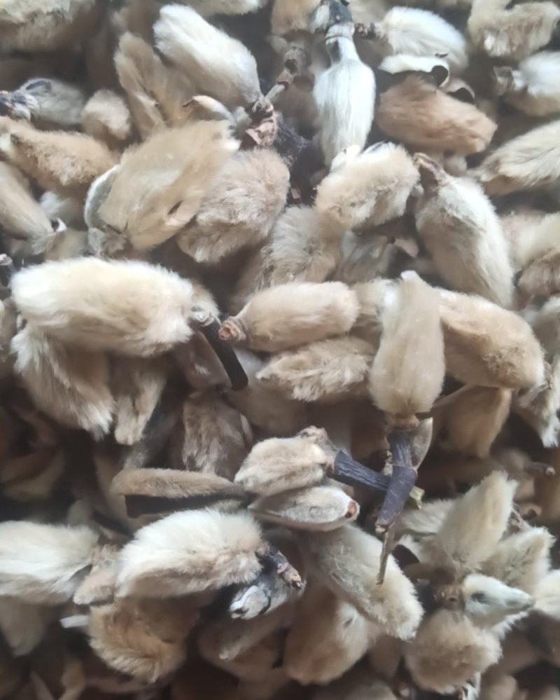 辛夷辛夷花批发辛夷花质量保证量大从优