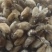 辛夷辛夷花批发辛夷花质量保证量大从优