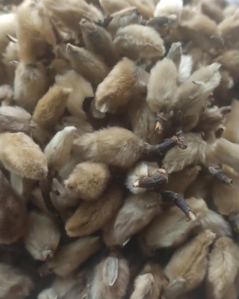 辛夷辛夷花批发辛夷花质量保证量大从优