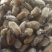 辛夷辛夷花批发辛夷花质量保证量大从优