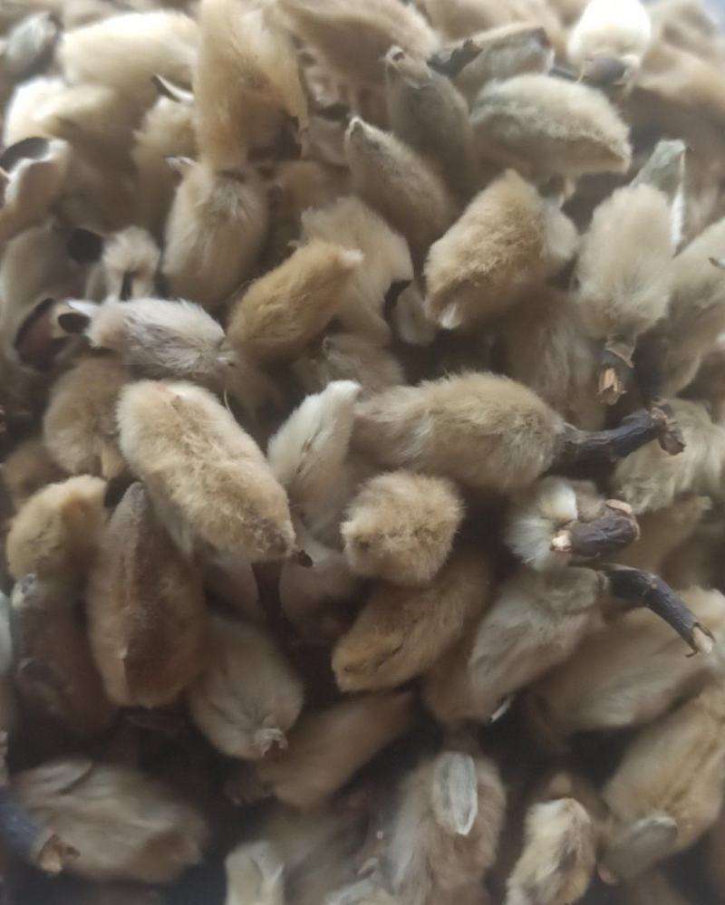 辛夷辛夷花批发辛夷花质量保证量大从优