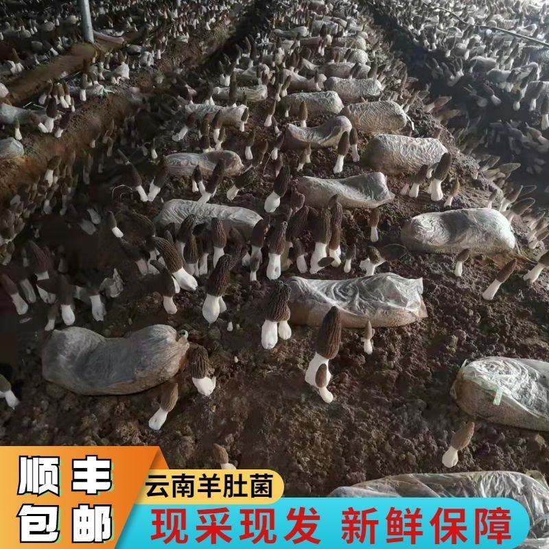 羊肚菌鲜货基地直发