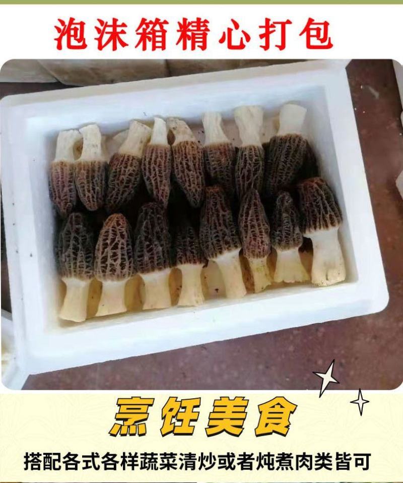羊肚菌鲜货基地直发