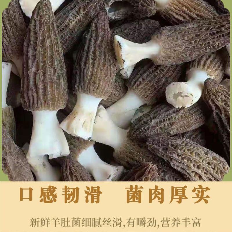 羊肚菌鲜货基地直发